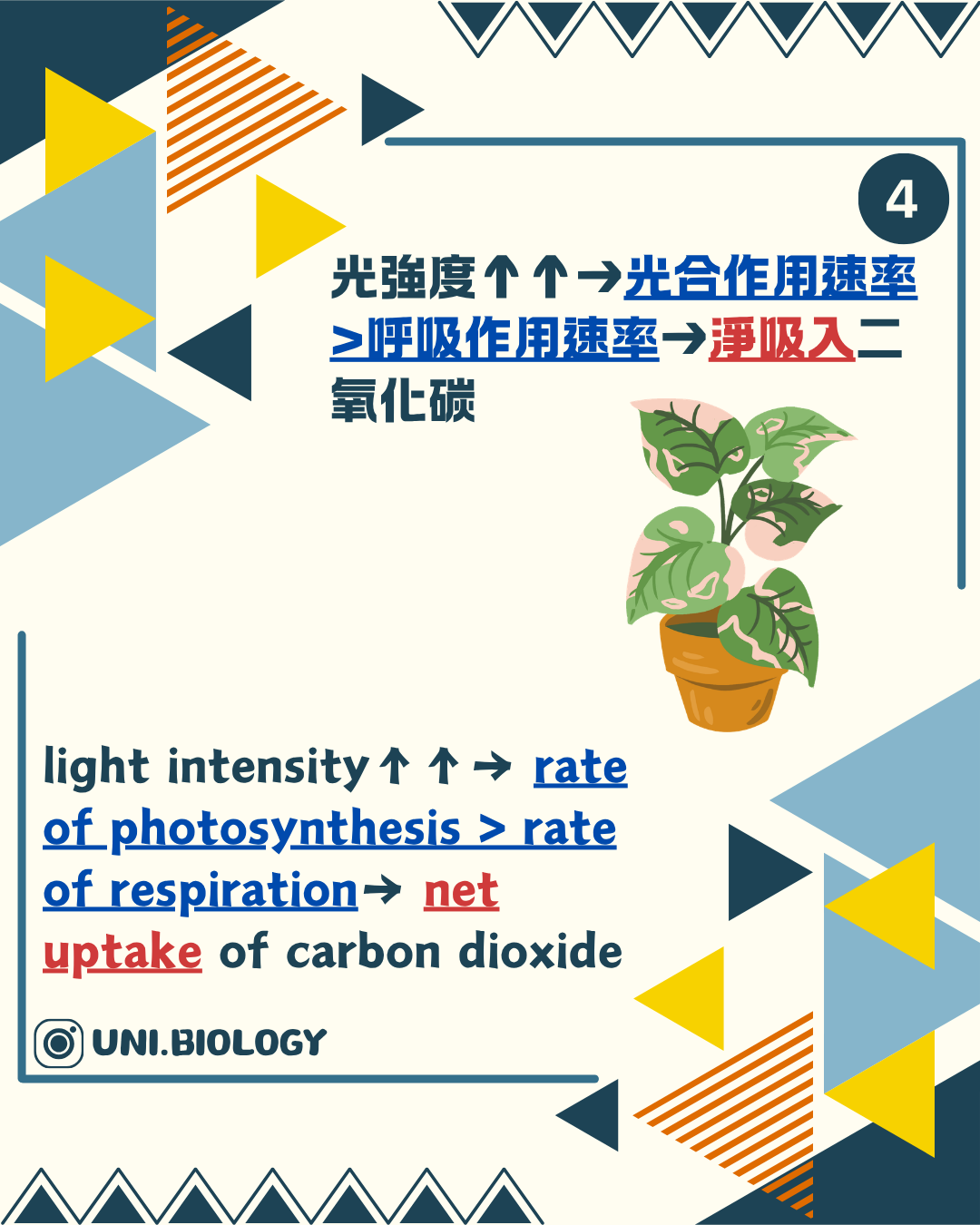 較高光強度下光合作用較快並淨吸收二氧化碳
