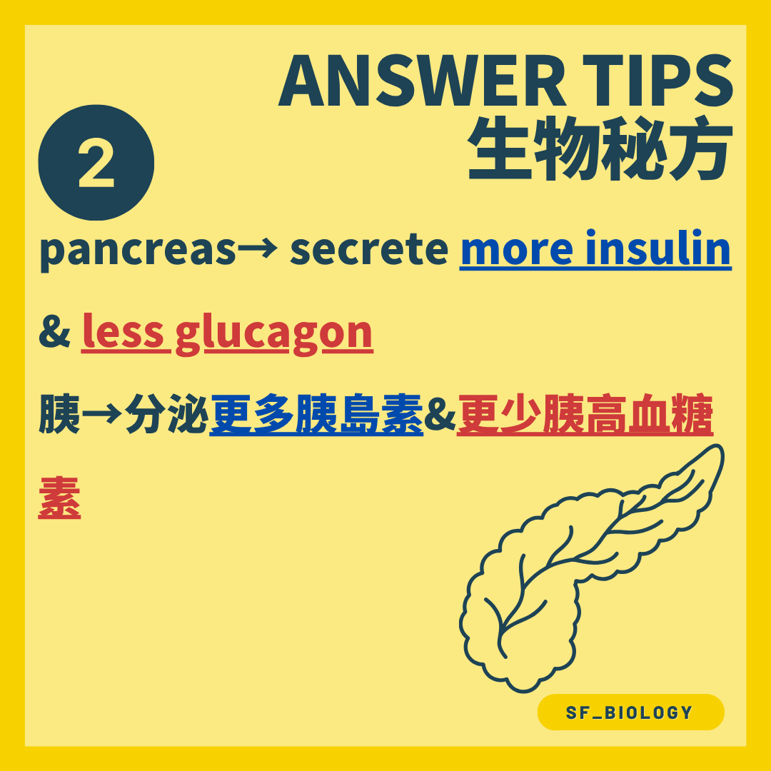 胰臟增加分泌胰島素並減少分泌胰高血糖素