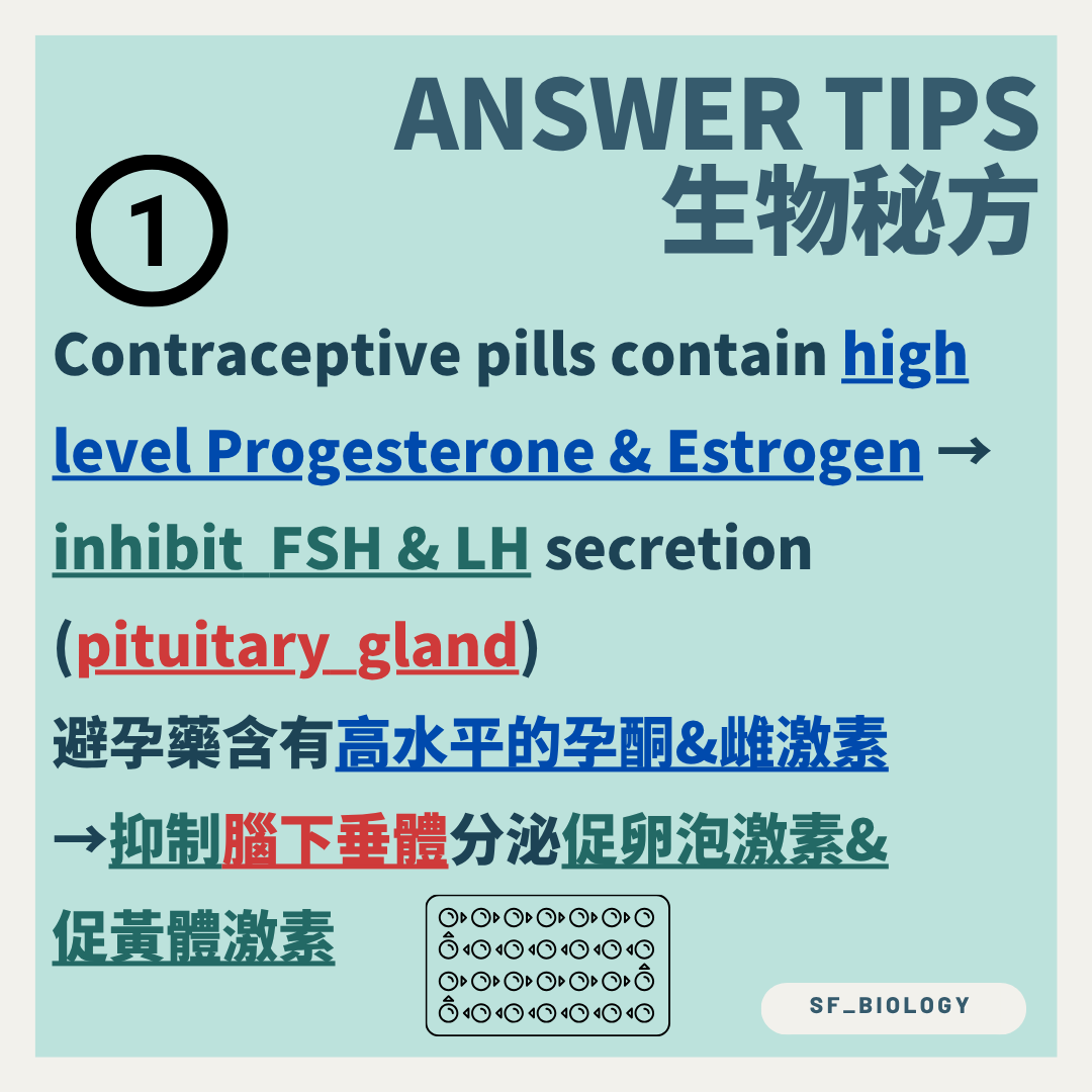 避孕藥中的雌激素及孕酮抑制垂體分泌 FSH 與 LH