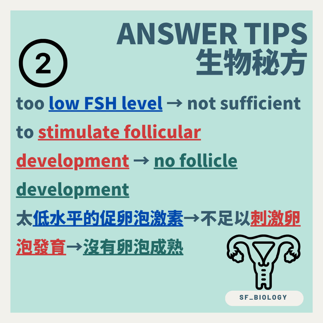 FSH 水平不足令卵泡不能正常發育成熟