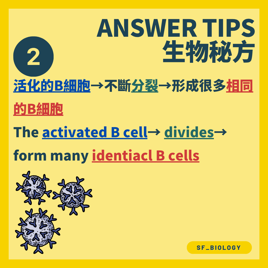 獲活化的 B 細胞進行克隆增殖形成相同細胞