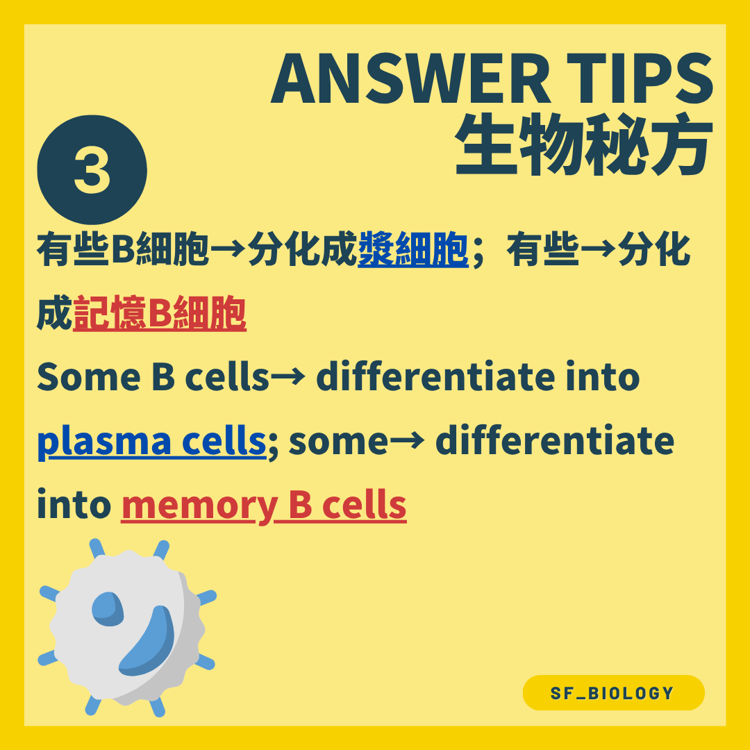 B 細胞分化成漿細胞及記憶 B 細胞