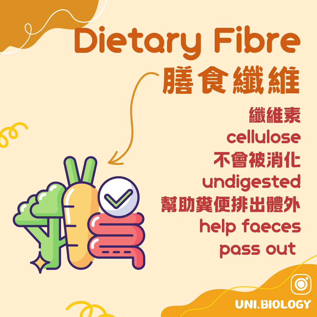 膳食纖維主要是不能被人體消化的纖維素並有助排便