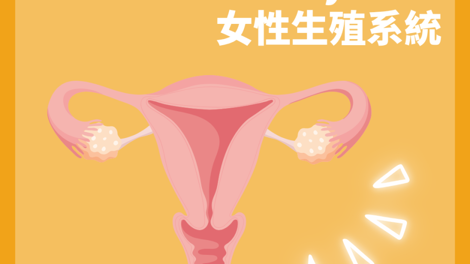 女性生殖系統及卵巢輸卵管子宮陰道的結構圖