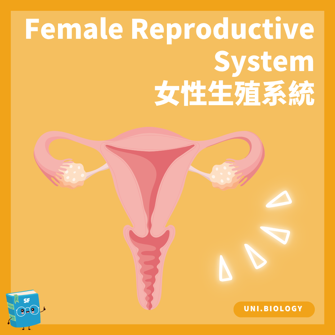 女性生殖系統及卵巢輸卵管子宮陰道的結構圖