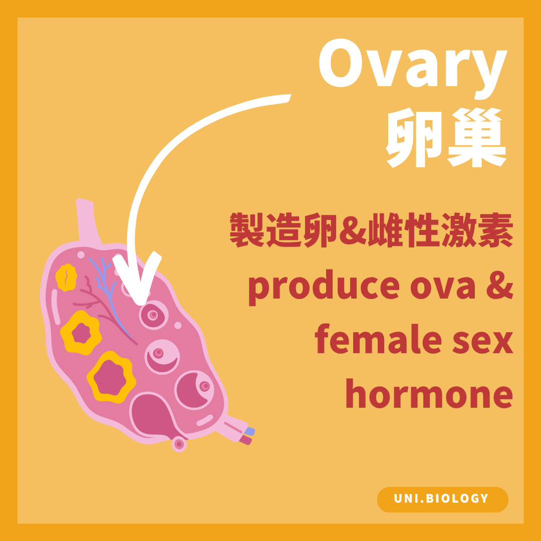 卵巢產生卵細胞並分泌女性性激素