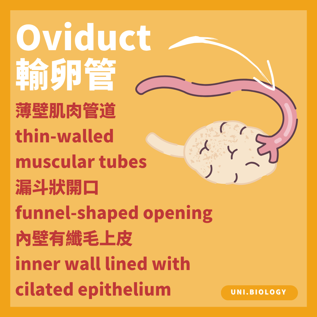 輸卵管是具纖毛上皮的肌肉管道並把卵送向子宮