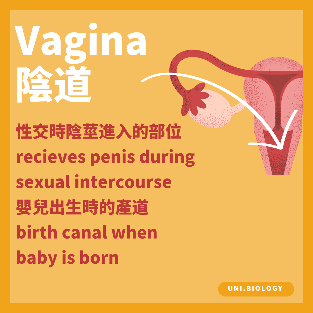 陰道在性交時接收陰莖並在分娩時作產道