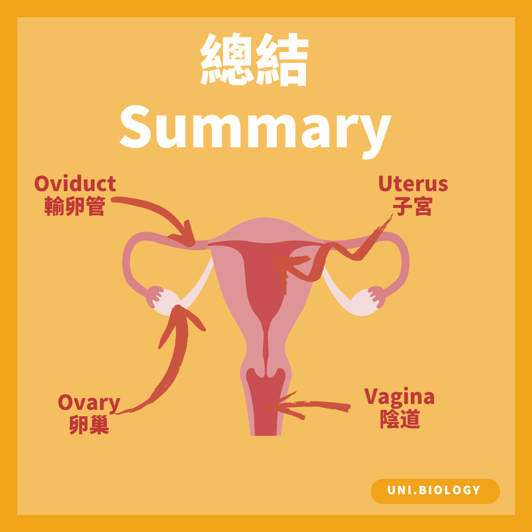 女性生殖系統中卵巢輸卵管子宮及陰道的位置總結