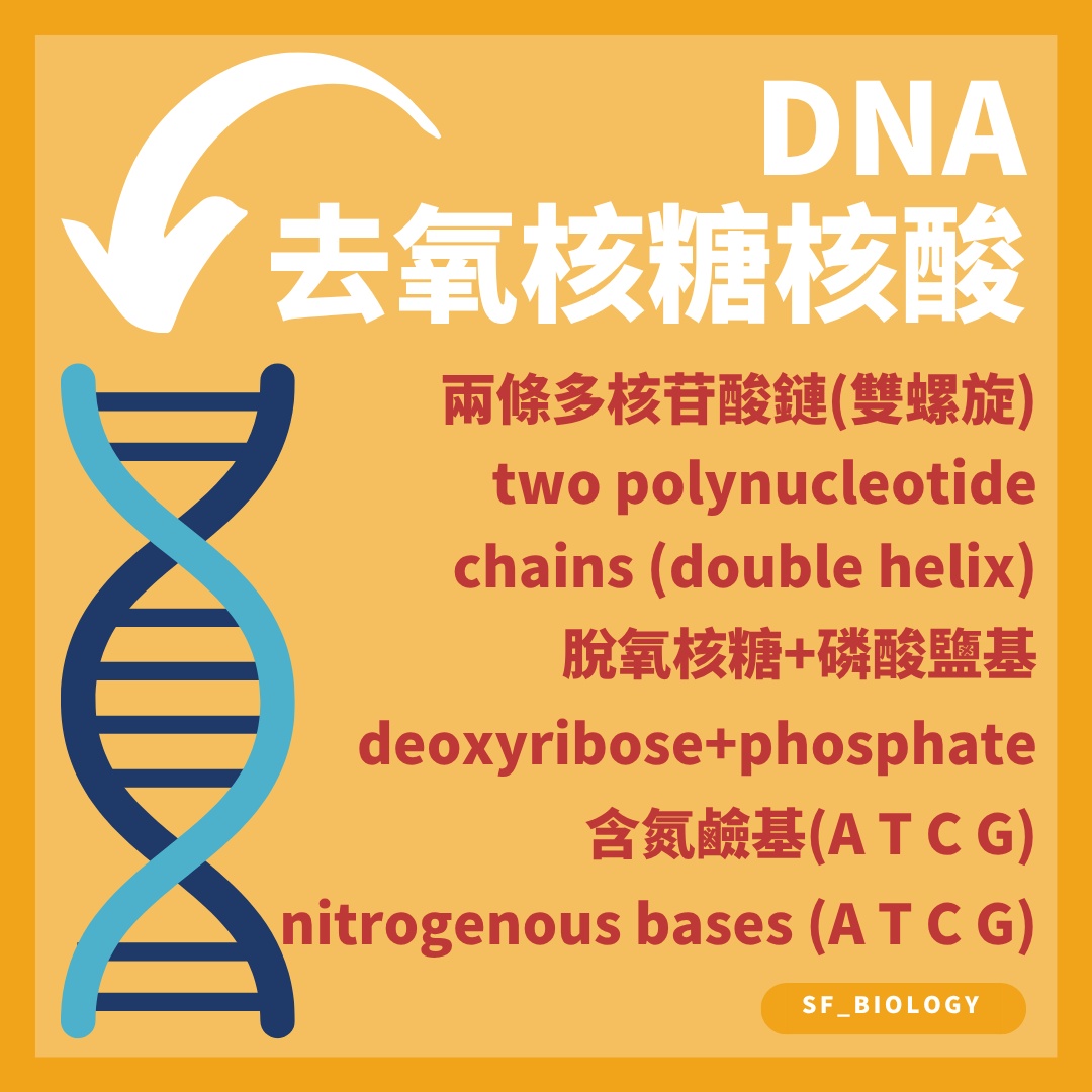 DNA 由兩條多核苷酸鏈形成雙螺旋並含 A T C G 鹼基