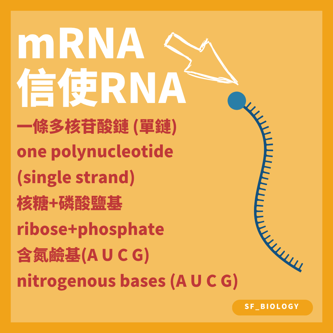 mRNA 是含核糖及 A U C G 鹼基的單鏈多核苷酸