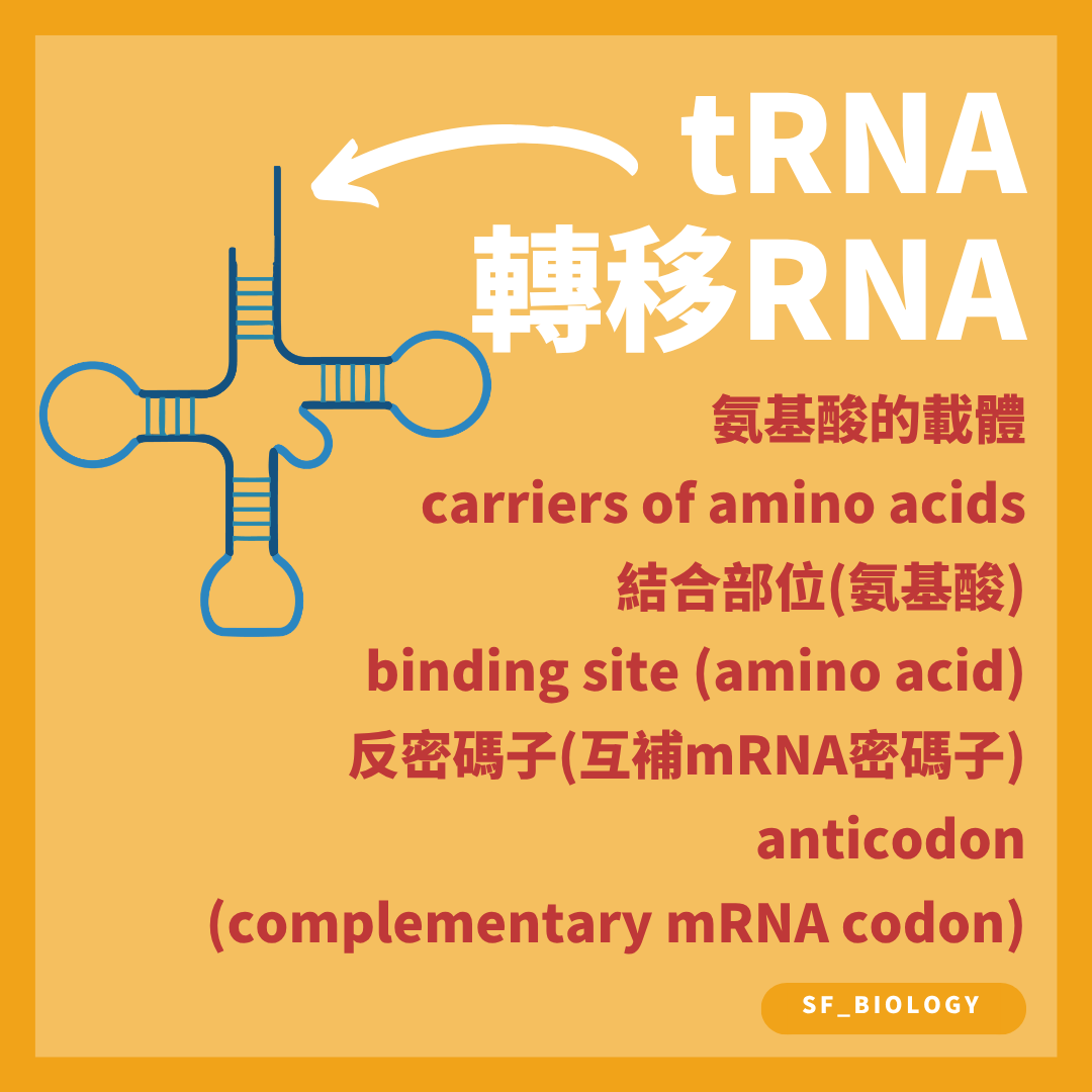 tRNA 攜帶特定氨基酸並以反密碼子配對 mRNA 密碼子