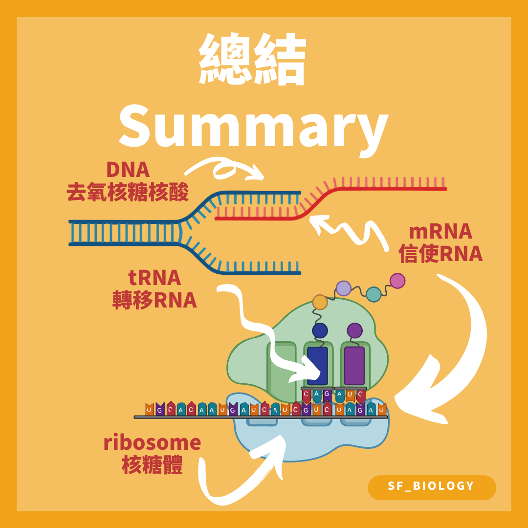 DNA 先轉錄成 mRNA 再由核糖體和 tRNA 進行翻譯的總結圖