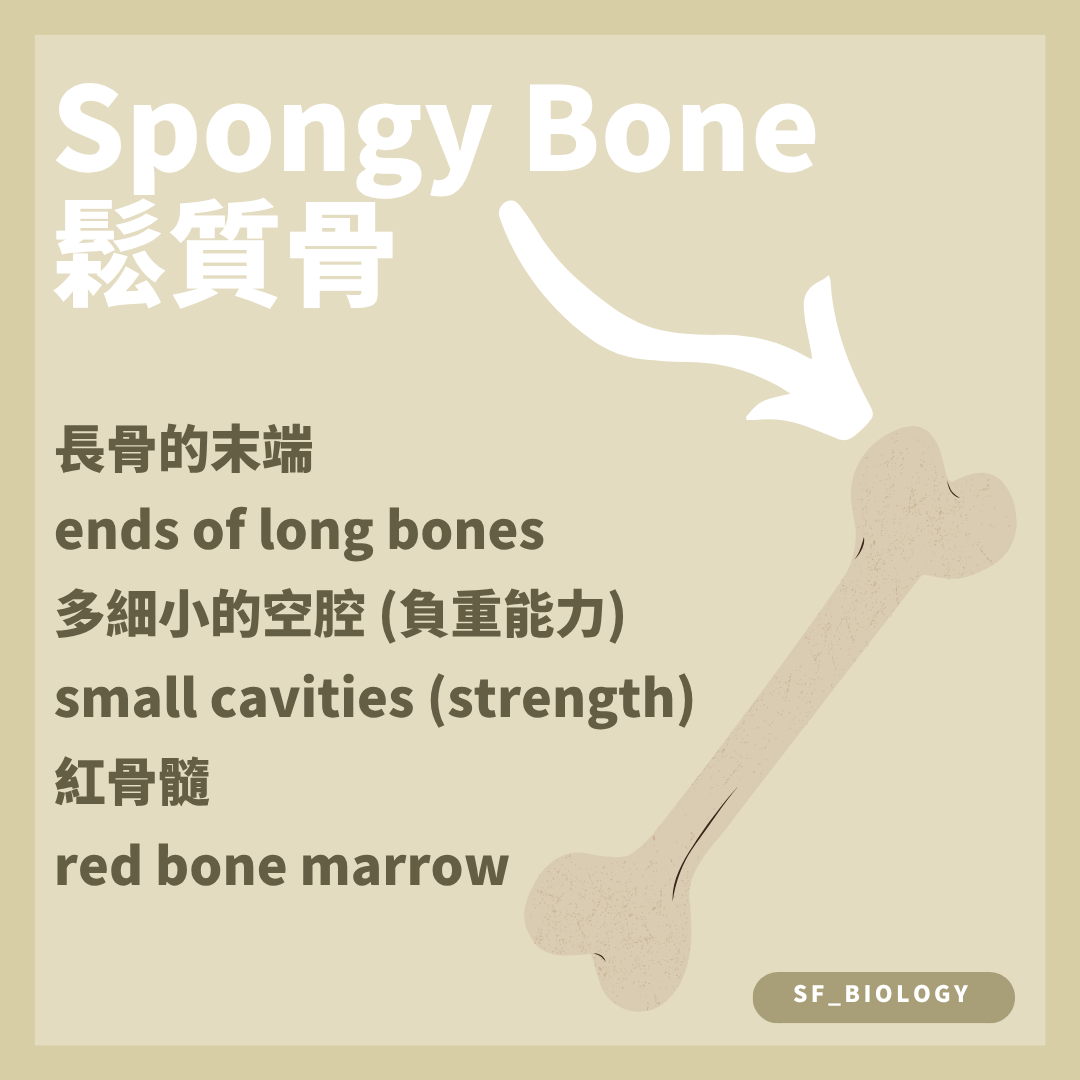 鬆質骨多見於長骨兩端並由骨小樑形成多個空間