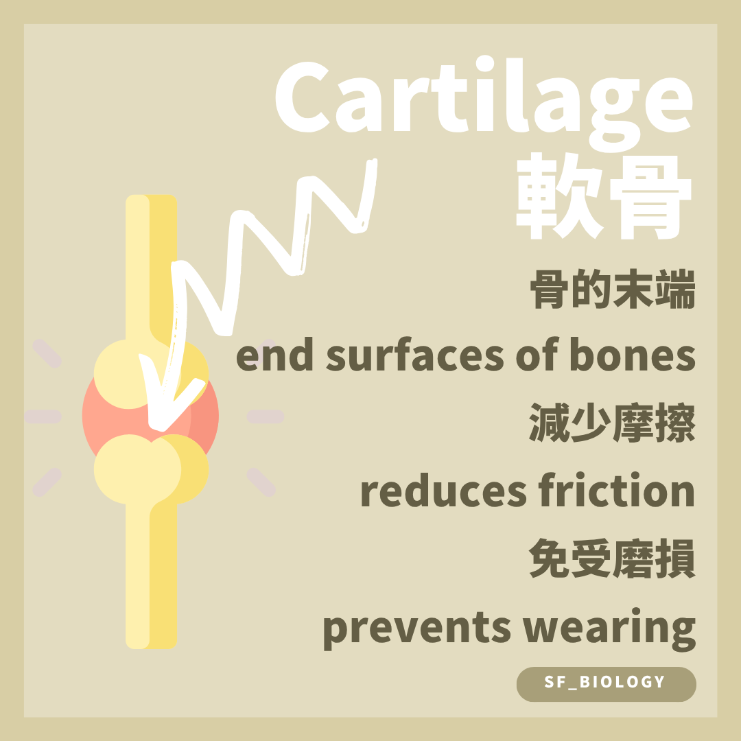 關節軟骨覆蓋骨端以減少摩擦及吸收衝擊
