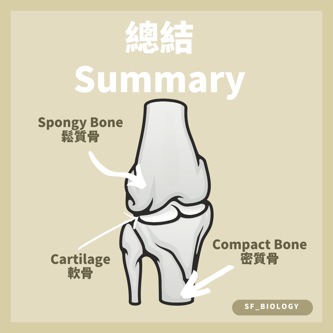 膝關節附近密質骨鬆質骨及關節軟骨的位置圖