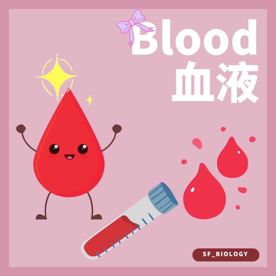 血液成分及紅血球白血球血小板血漿的概念圖
