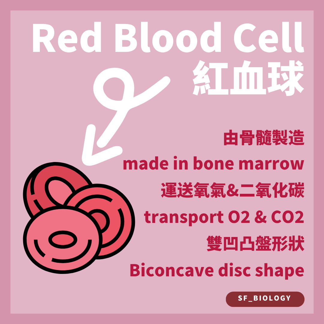 紅血球在骨髓形成並以雙凹圓盤形狀運輸氧和部分二氧化碳