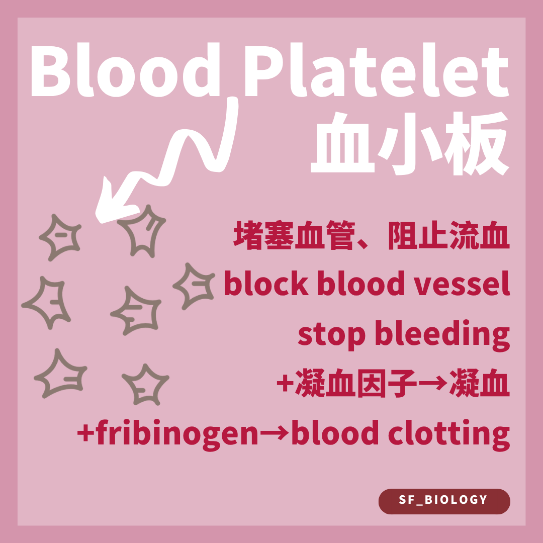 血小板形成血小板栓並啟動凝血反應以減少失血