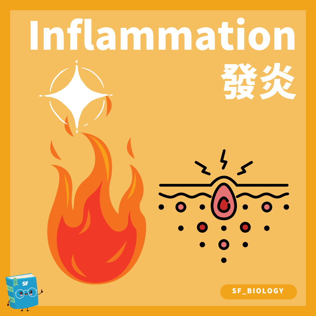 炎症反應及受傷位置紅腫熱痛的概念圖