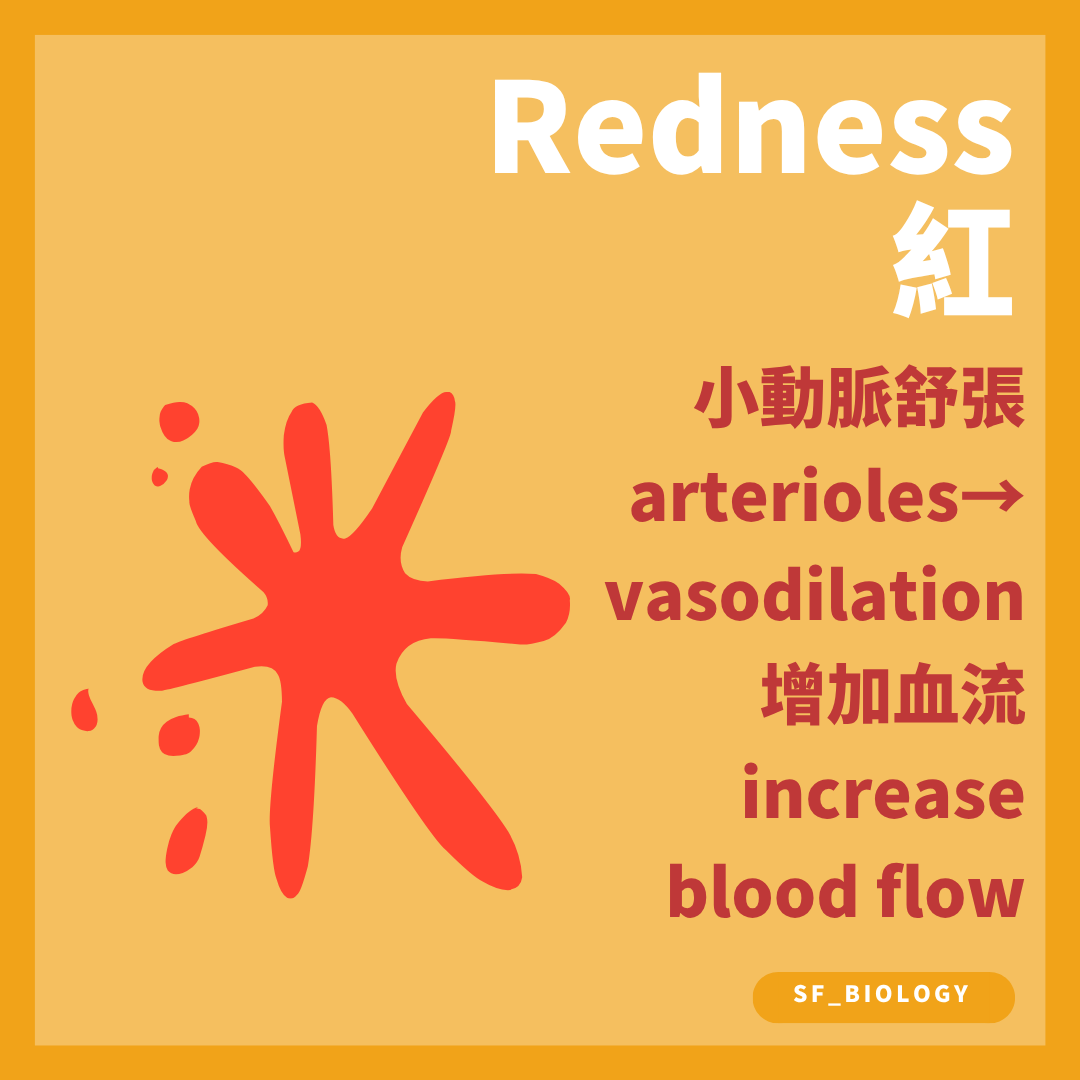 炎症令局部小動脈舒張並增加流到患處的血液