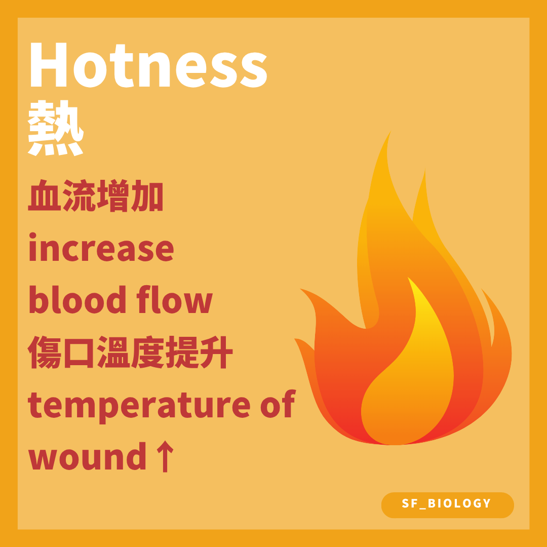 局部血流增加令受傷位置溫度上升
