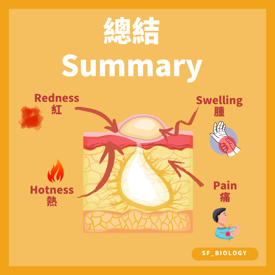 炎症反應紅腫熱痛四種典型徵狀總結