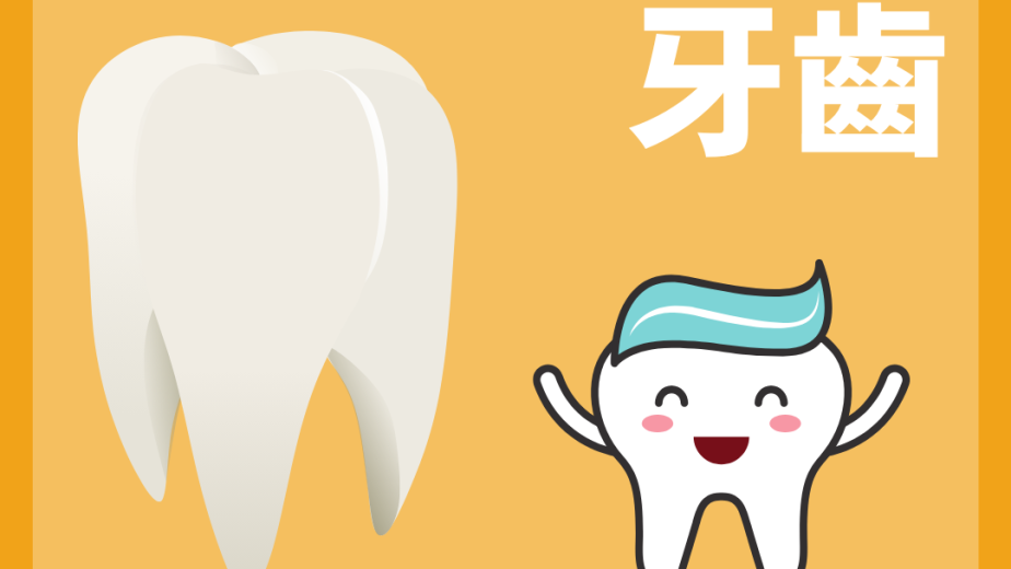 牙齒外形與內部結構的 DSE Biology 概念圖