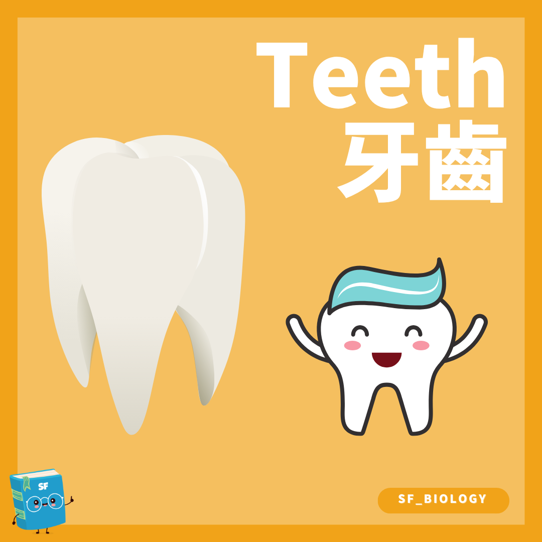 牙齒外形與內部結構的 DSE Biology 概念圖