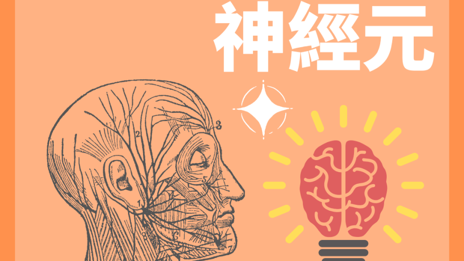 感覺中間及運動神經元的 DSE Biology 概念圖