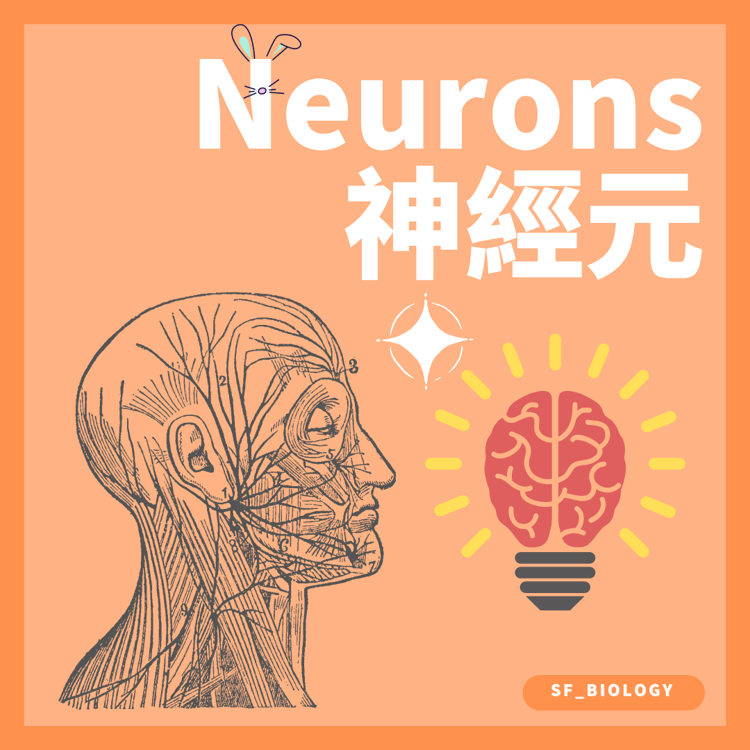 感覺中間及運動神經元的 DSE Biology 概念圖