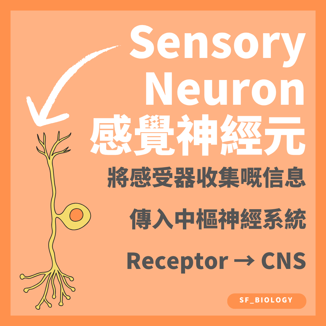 感覺神經元把神經脈衝由感受器傳入中樞神經系統