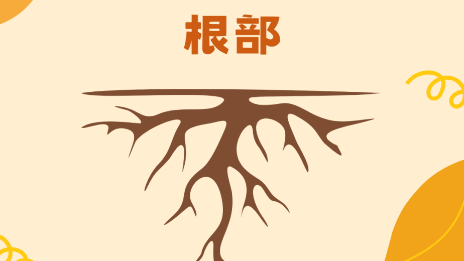 植物幼根及根毛的 DSE Biology 結構概念圖