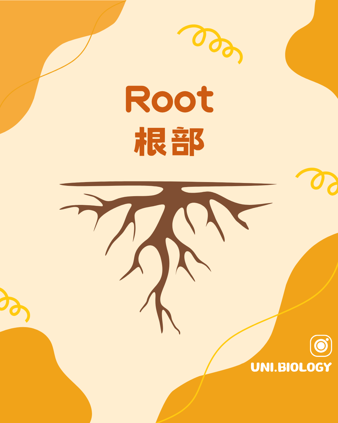 植物幼根及根毛的 DSE Biology 結構概念圖