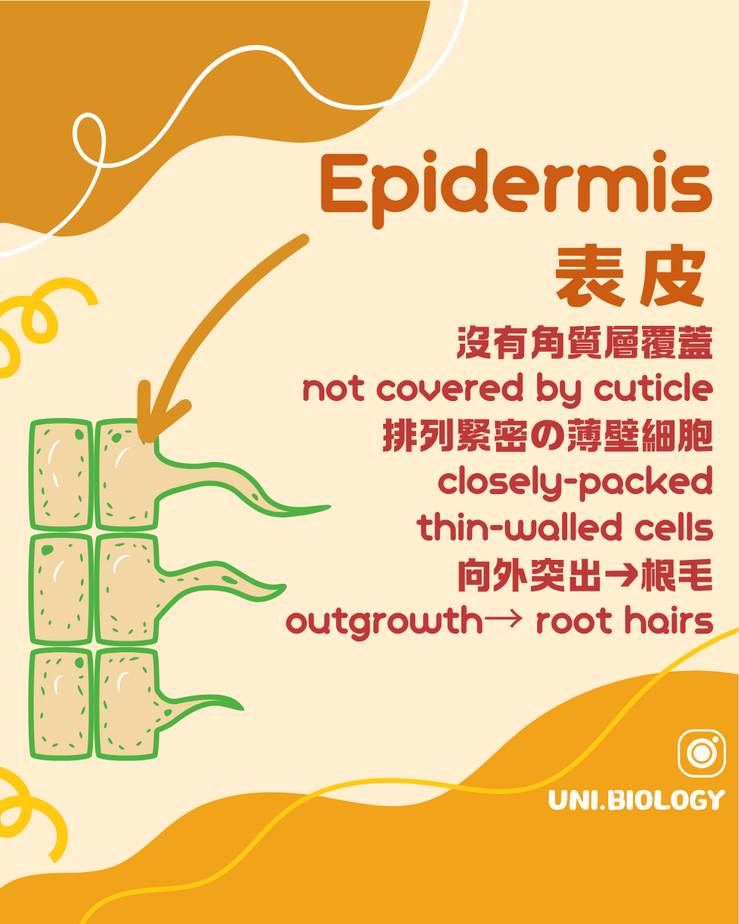 幼根表皮薄而通常沒有厚角質層並形成根毛