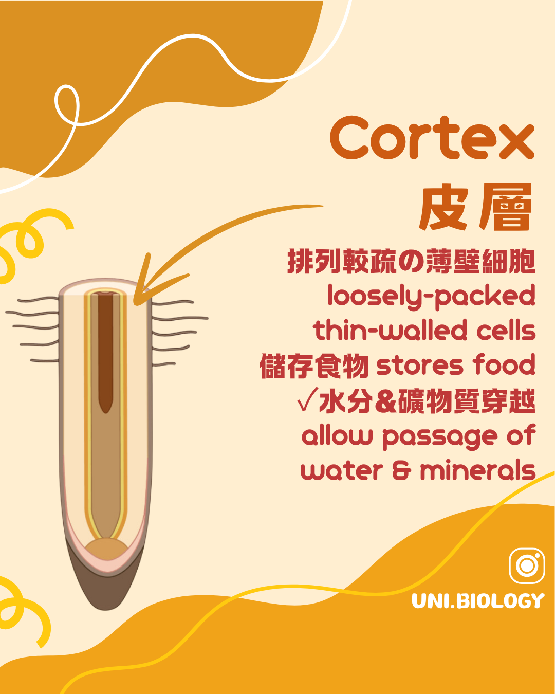根部皮層由較疏鬆薄壁細胞組成並讓水和礦物質通過