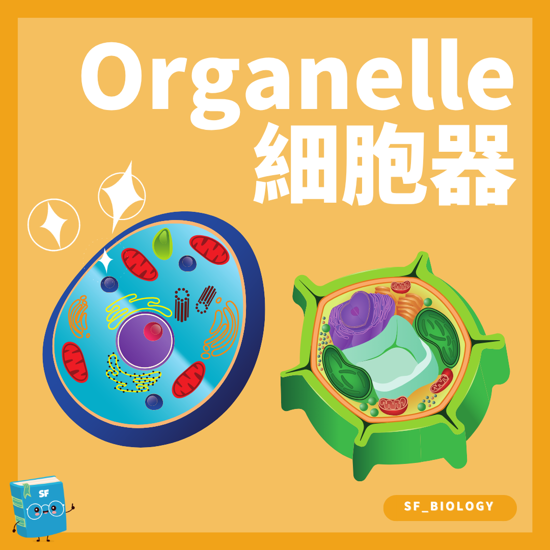 植物及動物細胞內主要細胞器的比較概念圖