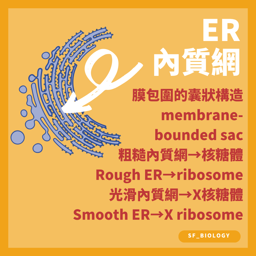 粗面內質網附有核糖體而滑面內質網沒有核糖體