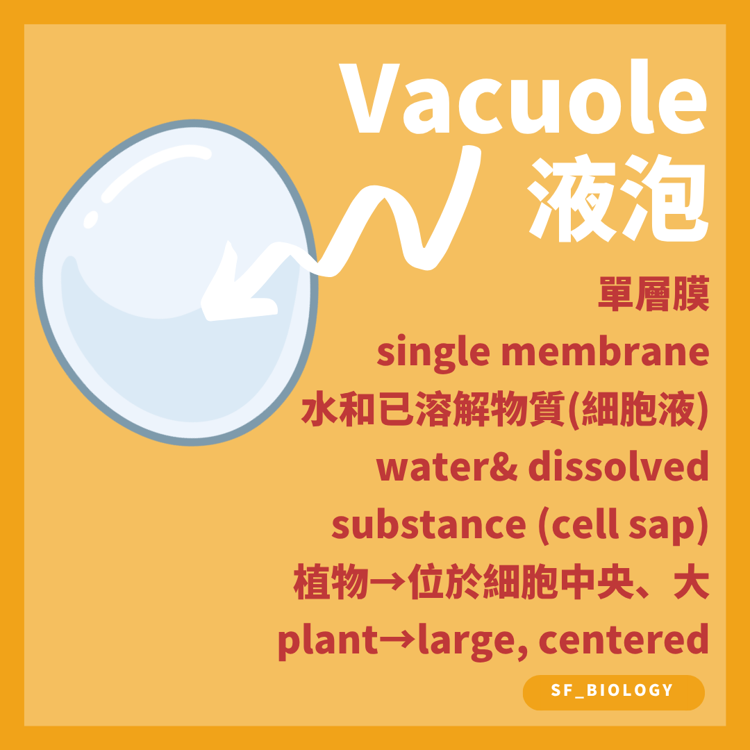 植物細胞中央大液泡由液泡膜包圍並含細胞液