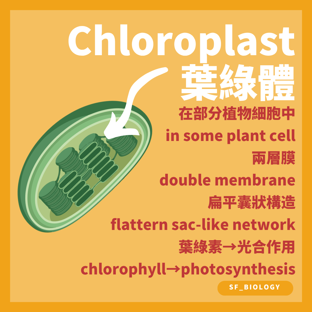 葉綠體具有雙層膜及類囊體並以葉綠素吸收光能