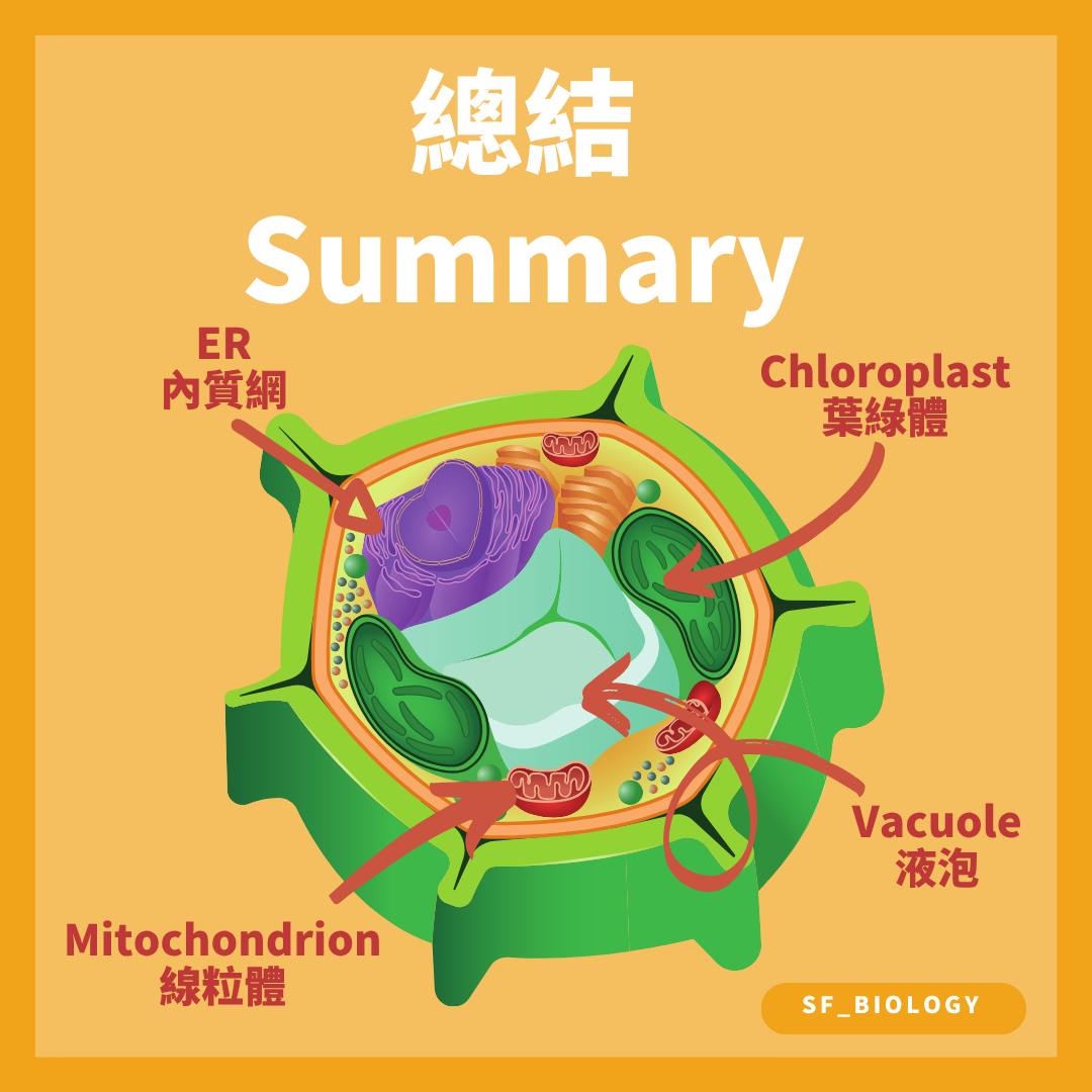 植物細胞內內質網線粒體液泡及葉綠體的位置總結