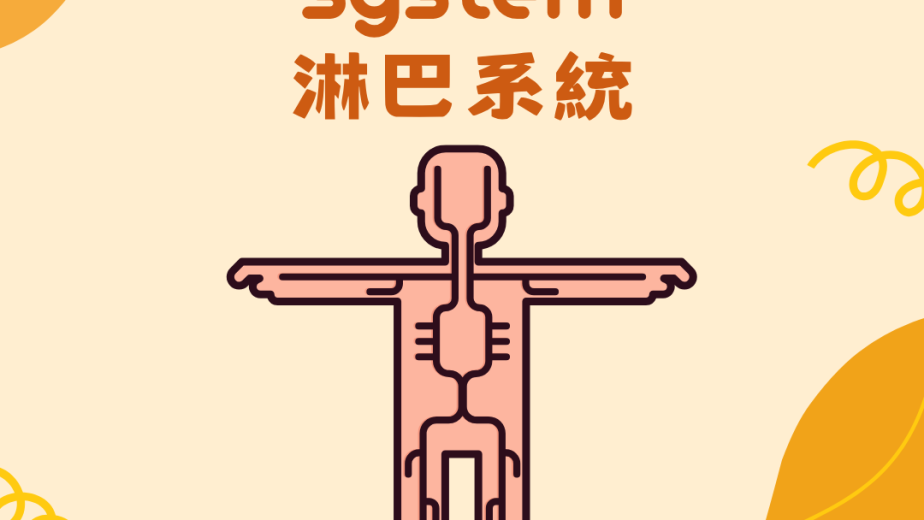 人體淋巴系統及淋巴管淋巴結的概念圖