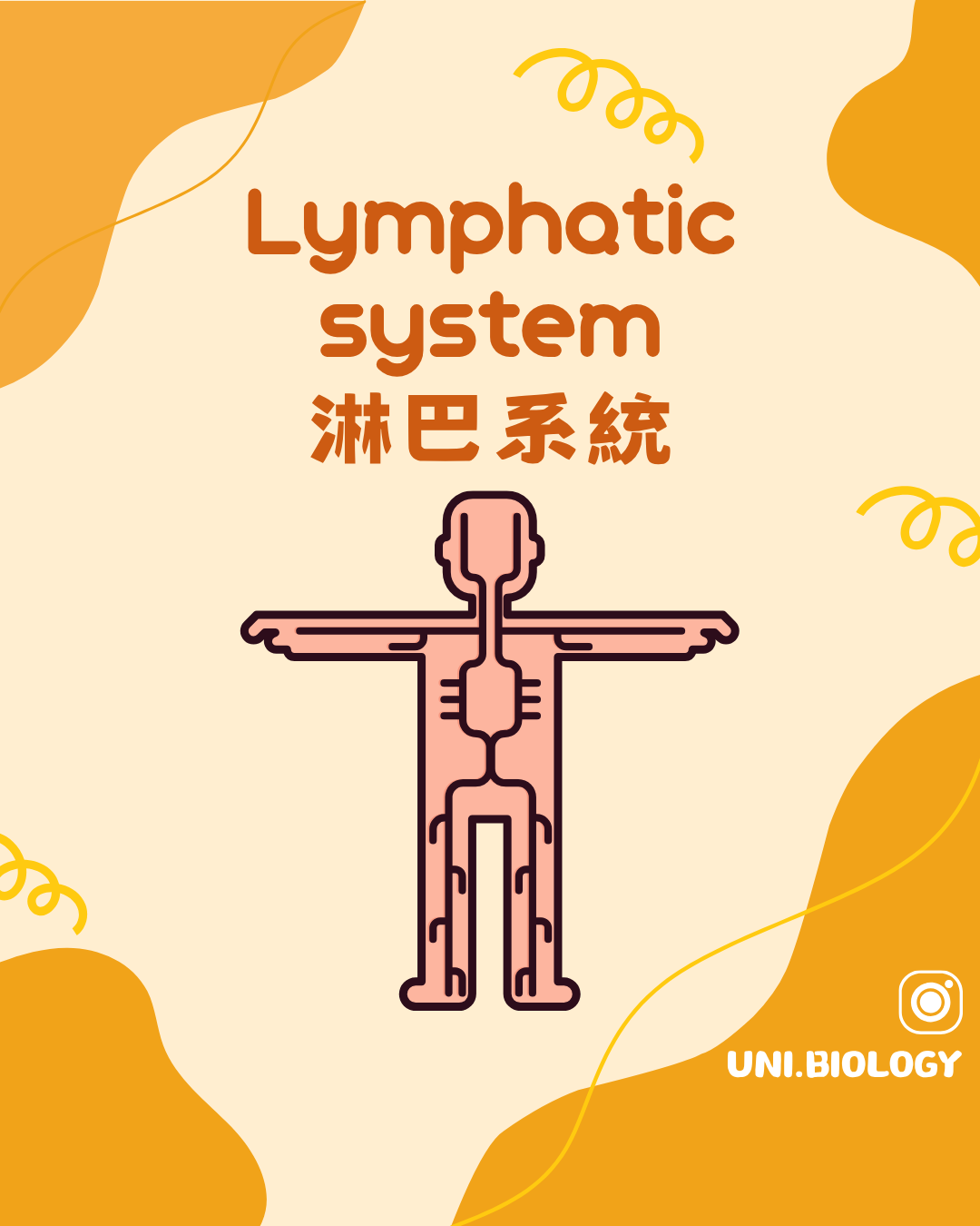 人體淋巴系統及淋巴管淋巴結的概念圖