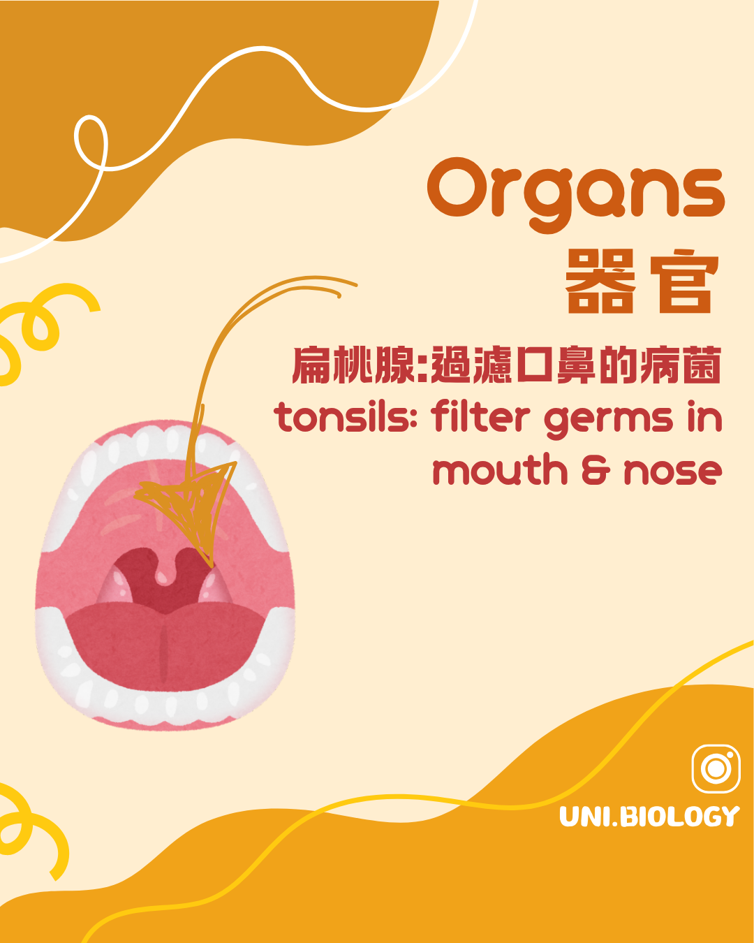 扁桃腺在咽部接觸經口鼻進入的抗原並參與免疫監察