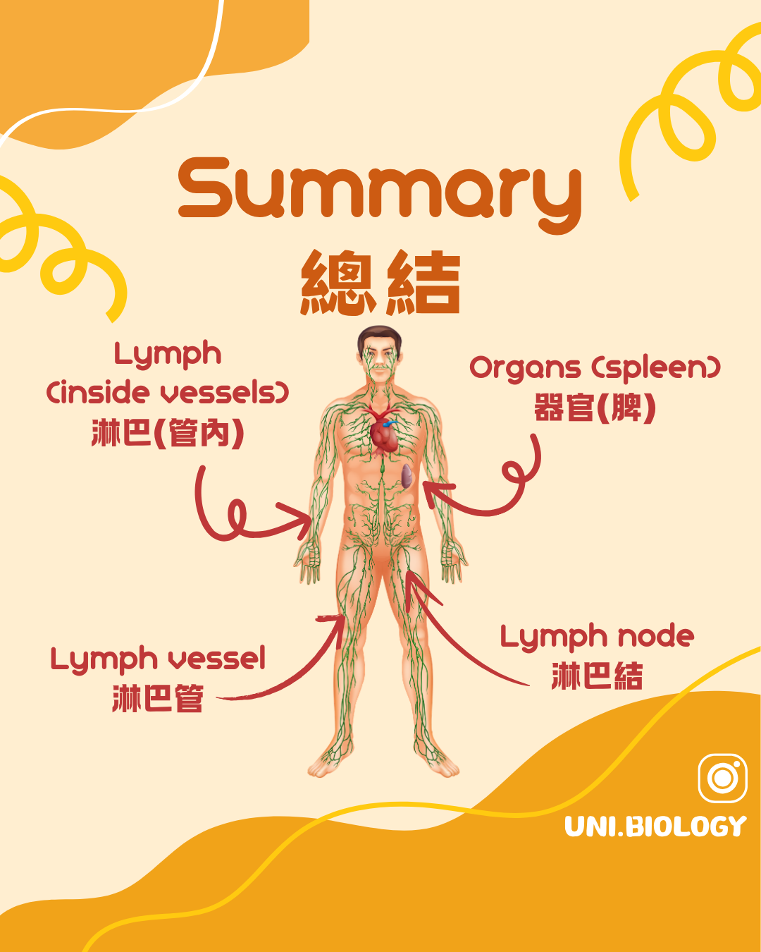 人體淋巴管淋巴結及脾臟位置總結