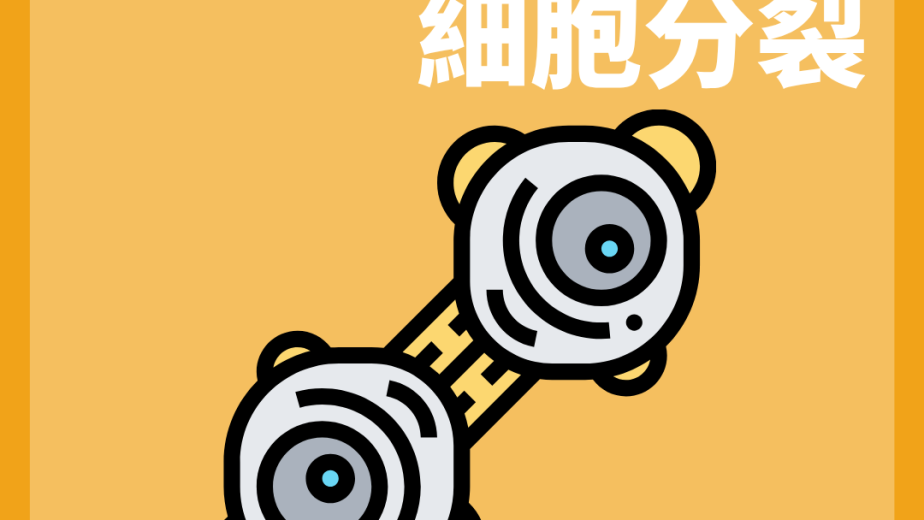 有絲分裂前期中期後期及末期的細胞分裂概念圖