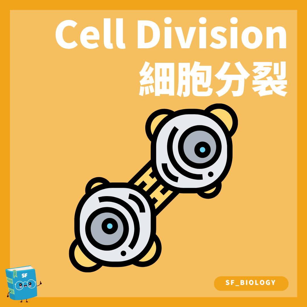 有絲分裂前期中期後期及末期的細胞分裂概念圖