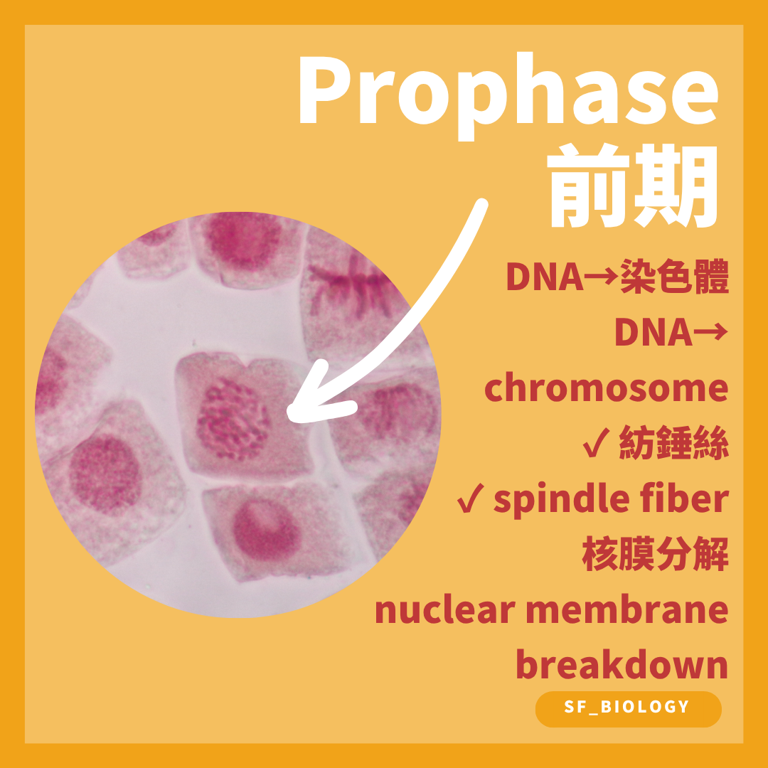 有絲分裂前期染色質凝縮成可見染色體並形成紡錘體