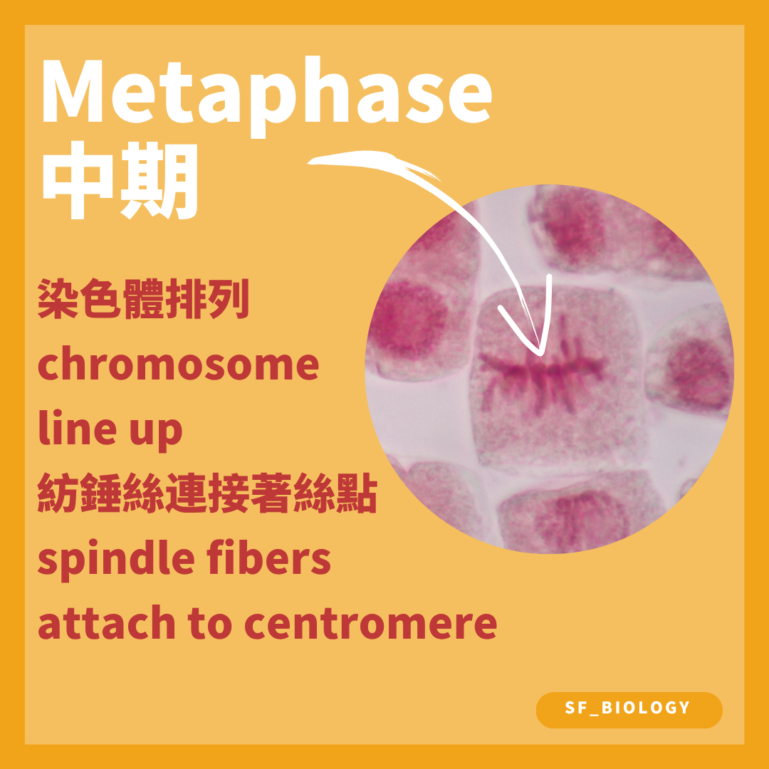 有絲分裂中期染色體排列在細胞赤道面並連接紡錘微管