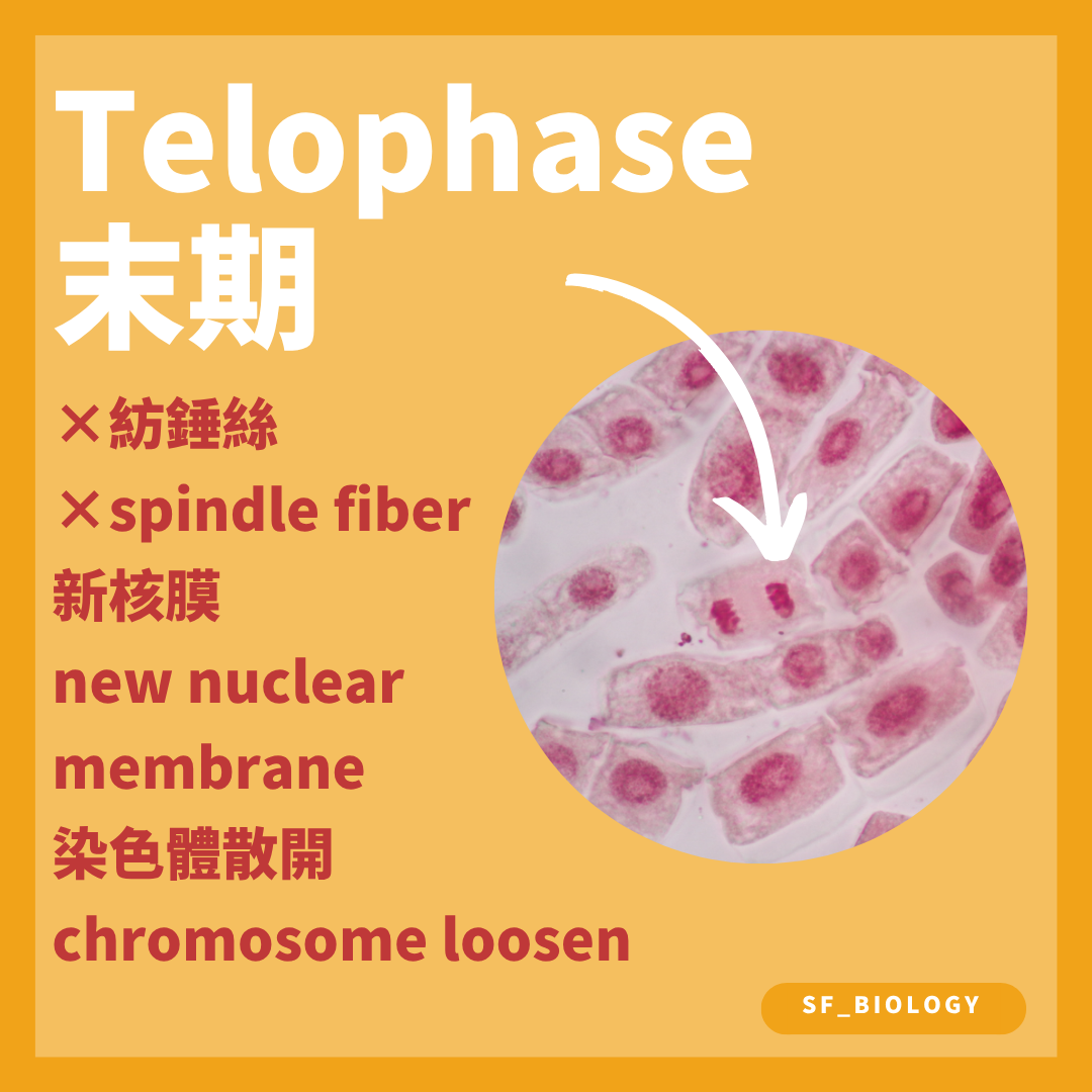 有絲分裂末期核膜重新形成而染色體逐漸鬆散